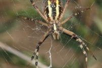L'Argiope frelon ou Argiope fascie. Une femelle (Araneae - Araneidae - Argiope bruennichi)